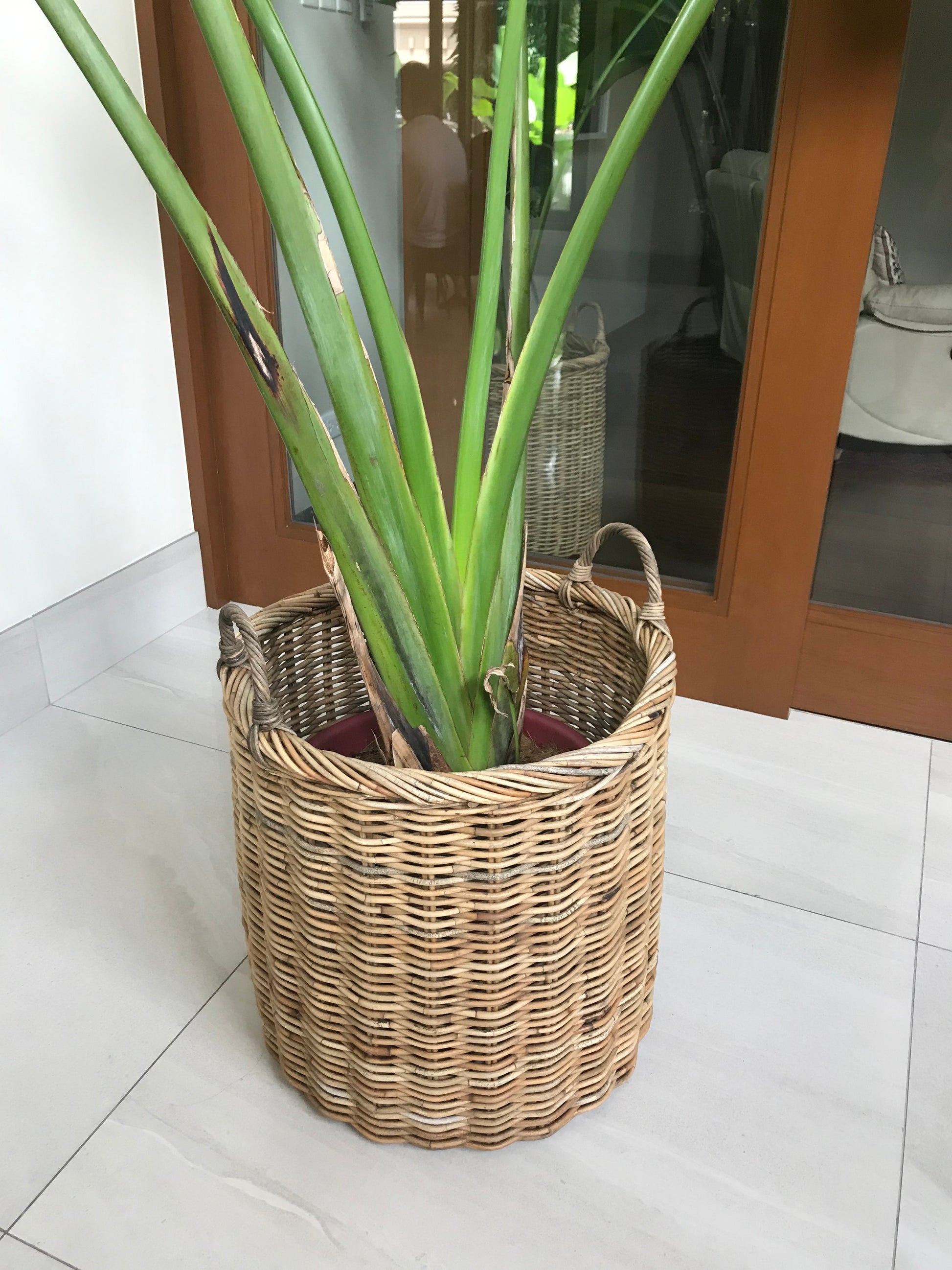 Christine Extra Large Indoor Plant Pots Set of 2, crafted from eco-friendly Arurog vine, perfect for indoor plants like fiddle leaf figs and rubber trees.