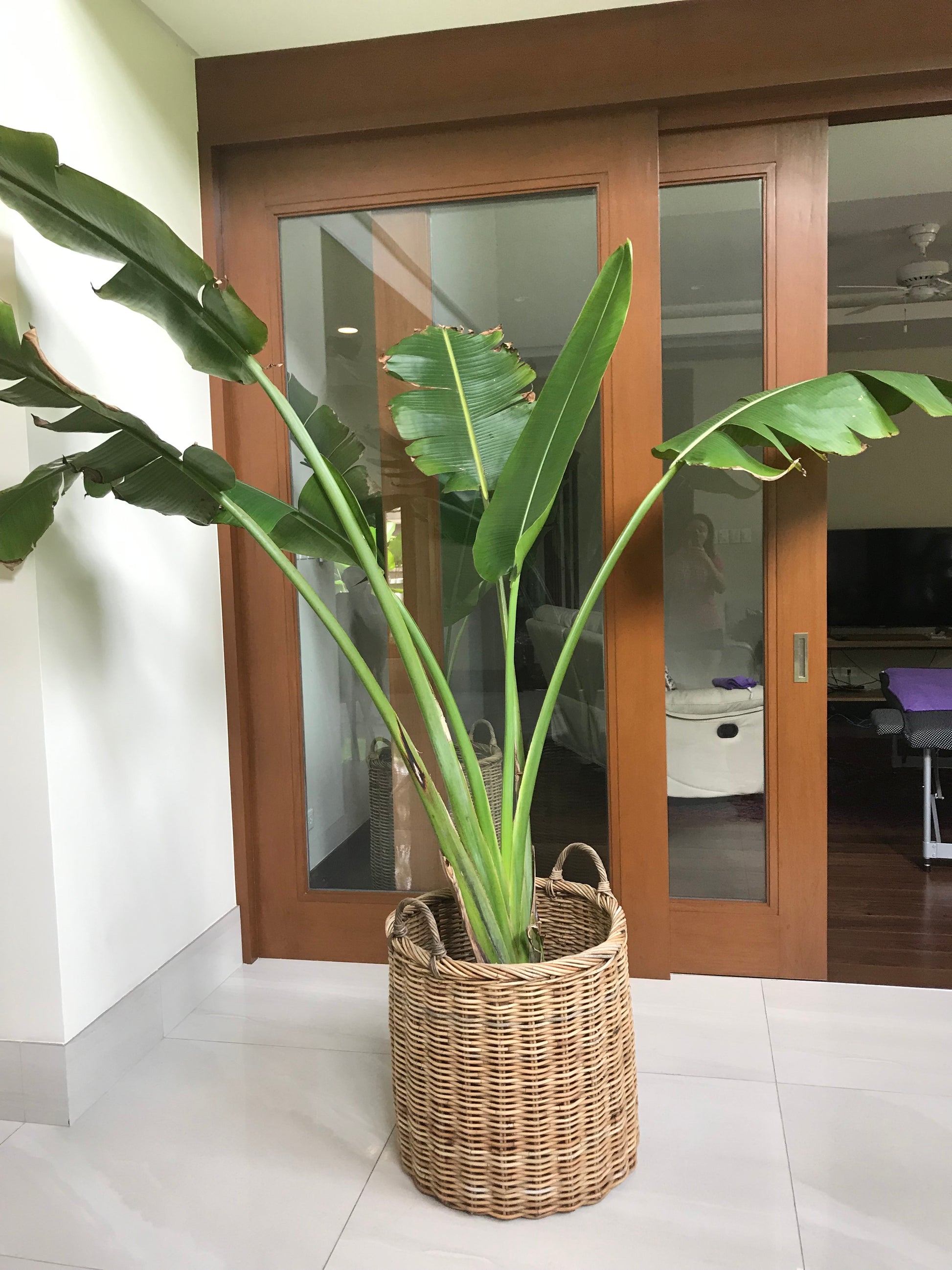 Christine Extra Large Indoor Plant Pots Set of 2, crafted from eco-friendly Arurog vine, perfect for indoor plants like fiddle leaf figs and rubber trees.