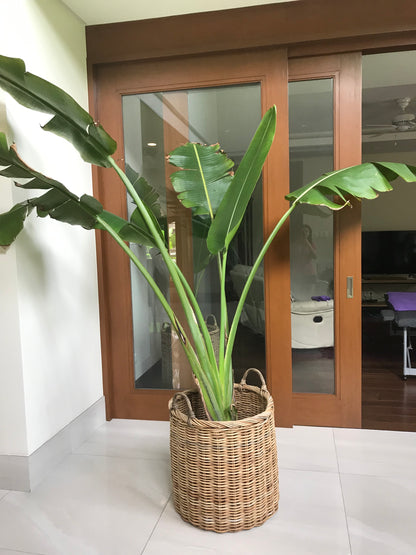 Christine Extra Large Indoor Plant Pots Set of 2, crafted from eco-friendly Arurog vine, perfect for indoor plants like fiddle leaf figs and rubber trees.